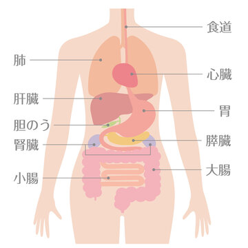 人体図 Images Browse 322 Stock Photos Vectors And Video Adobe Stock