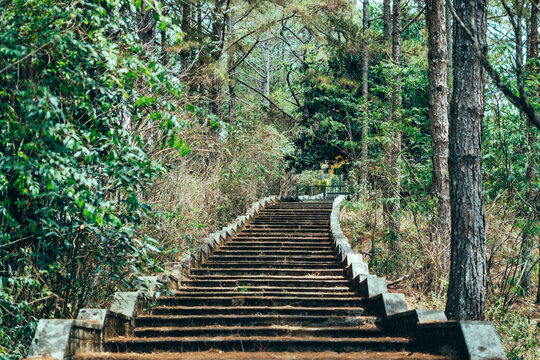 Copy space lifestyle nature green brown Long high old wide staircase low parapet in pine trees forest park. Vintage effect. Step symbol upward to new achievements. Way path route track progress