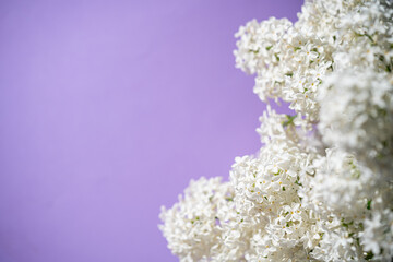 White lilac flowers on spring blossom purple background