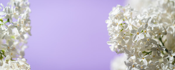 White lilac flowers on spring blossom purple background
