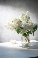 White Lilac flowers bouquet in a jug against a white background with shadows
