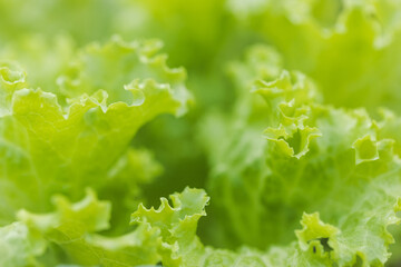 Macro or close up photo of vegetable green salads background.