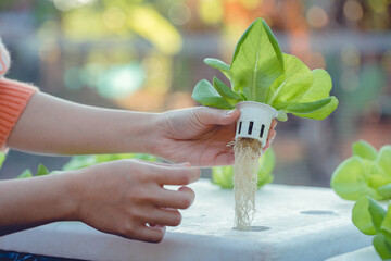 Woman asean holding up fresh organic hydroponic vegetables and checking organic plant growing in...