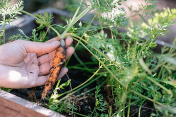 Woman asean holding up fresh organic baby carrots. The carrots have just been harvested from the vegetable garden.
