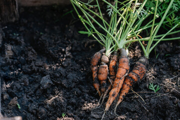 Baby carrots in a pot. The carrots have just been harvested from the vegetable garden.