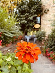 orange flowers in a garden