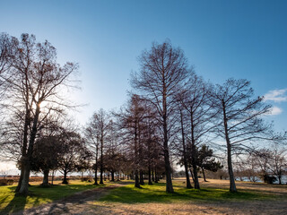 Obraz premium 冬の琵琶湖畔 寒々とした公園の風景 滋賀県草津市