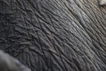 close up elephant skin