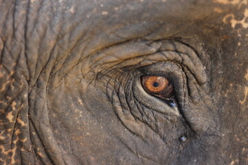 elephant eye close up