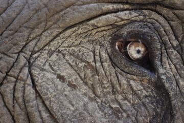 elephant eye close up