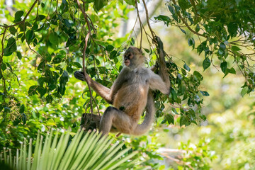 spider monkey