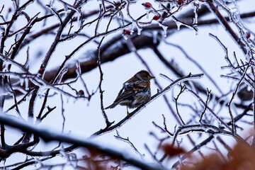 Brambling bird (Fringilla montifringilla) perched on a twig