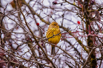 Yellowhammer bird (Emberiza citrinella) perched on a tree
