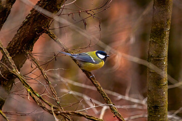 images of Blue tit in natural environment feeding