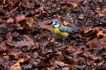 images of Blue tit in natural environment feeding