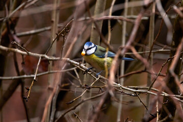 images of Blue tit in natural environment feeding