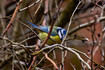 images of Blue tit in natural environment feeding