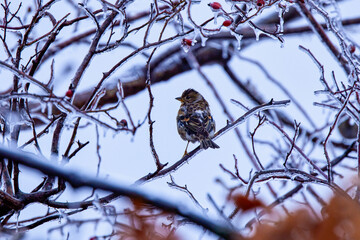 Brambling bird (Fringilla montifringilla) perched on a twig
