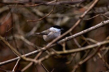 Grey tit (Melaniparus afer) perched on a twig