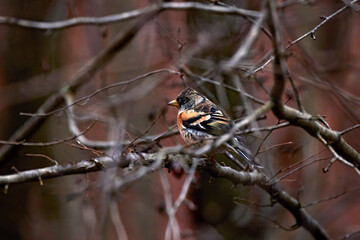 Brambling bird (Fringilla montifringilla) perched on a twig