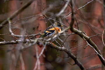 Brambling bird (Fringilla montifringilla) perched on a twig