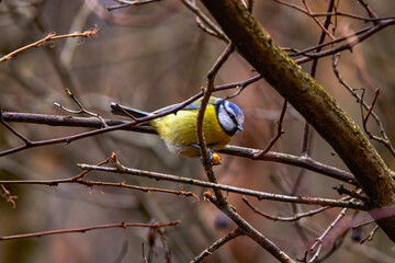 images of Blue tit in natural environment feeding