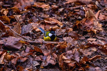 images of Blue tit in natural environment feeding