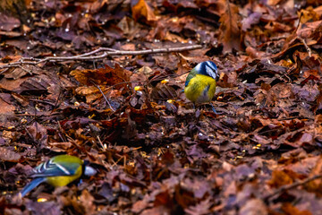 images of Blue tit in natural environment feeding