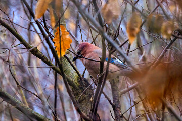 Eurasian jay perched on a branch in a tree