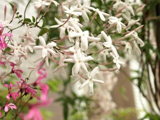 庭に咲くジャスミンの花、ハゴロモジャスミン