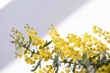 室内のミモザの花、白背景、春の花