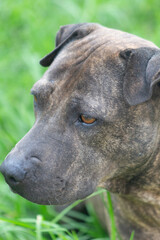 Retrato de perro grisaceo de perfil con ojos bonitos al aire libre