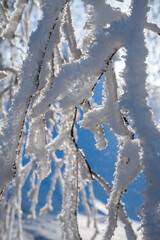 Snow and frost covered branches in sunlight, close up. Winter landscape.