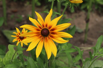 初夏の公園に咲くルドベキアのオレンジ色の花