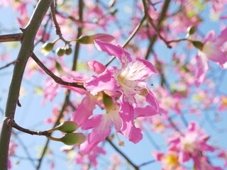 Fototapeta na wymiar 沖縄に咲くピンクの花トックリキワタ