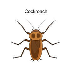 cockroach isolated