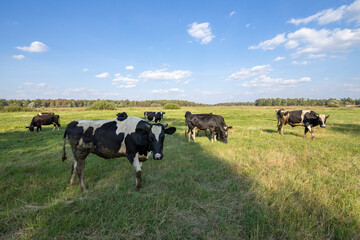 A group of cows on a green grassy meadow on a sunny day.