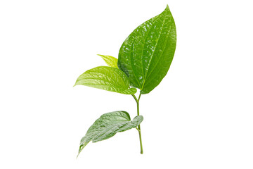 Green betel leaf isolated on the white background
