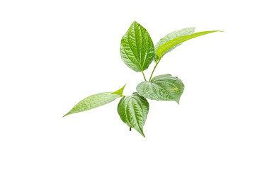 Green betel leaf isolated on the white background
