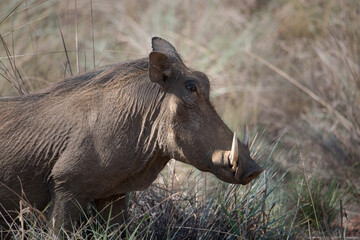 Portrait of a male warthog in the savannah of South Africa