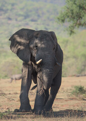 Fototapeta na wymiar Magnificient elegant bull in South Africa (Welgevonden Game Reserve)