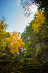 Autumn leaves falling at Sweedler and Thayer Preserves in Ithaca