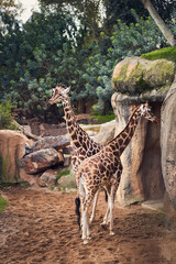 two Baringo Giraffes in a zoo
