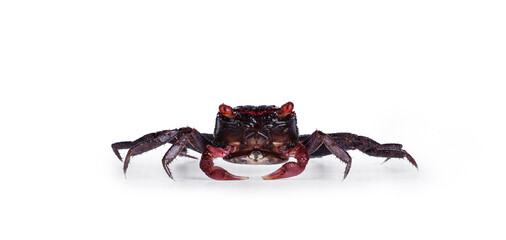 Red Vampire Crab, showing both red eyes. isolated on a white background., standing facing camera. Looking towards camera