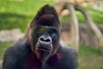 Captive gorilla in a recreation of the equatorial forest observing the zoo visitors