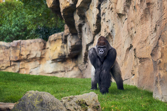 Gorilla in captivity in a recreation of the equatorial forest