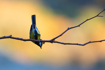 Carbonero común (parus major) bocabajo (upside down) en una rama colores de otoño en el fondo