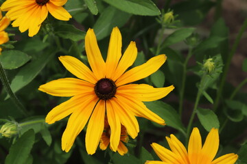 初夏の公園に咲くルドベキアのオレンジ色の花