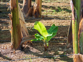 Young sprout of banana palm between adult plants, on a sunny day