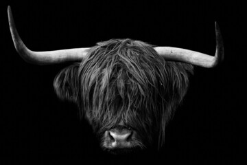 Head of a horned Highland Cattle (Bos taurus taurus) isolated on black background - obrazy, fototapety, plakaty